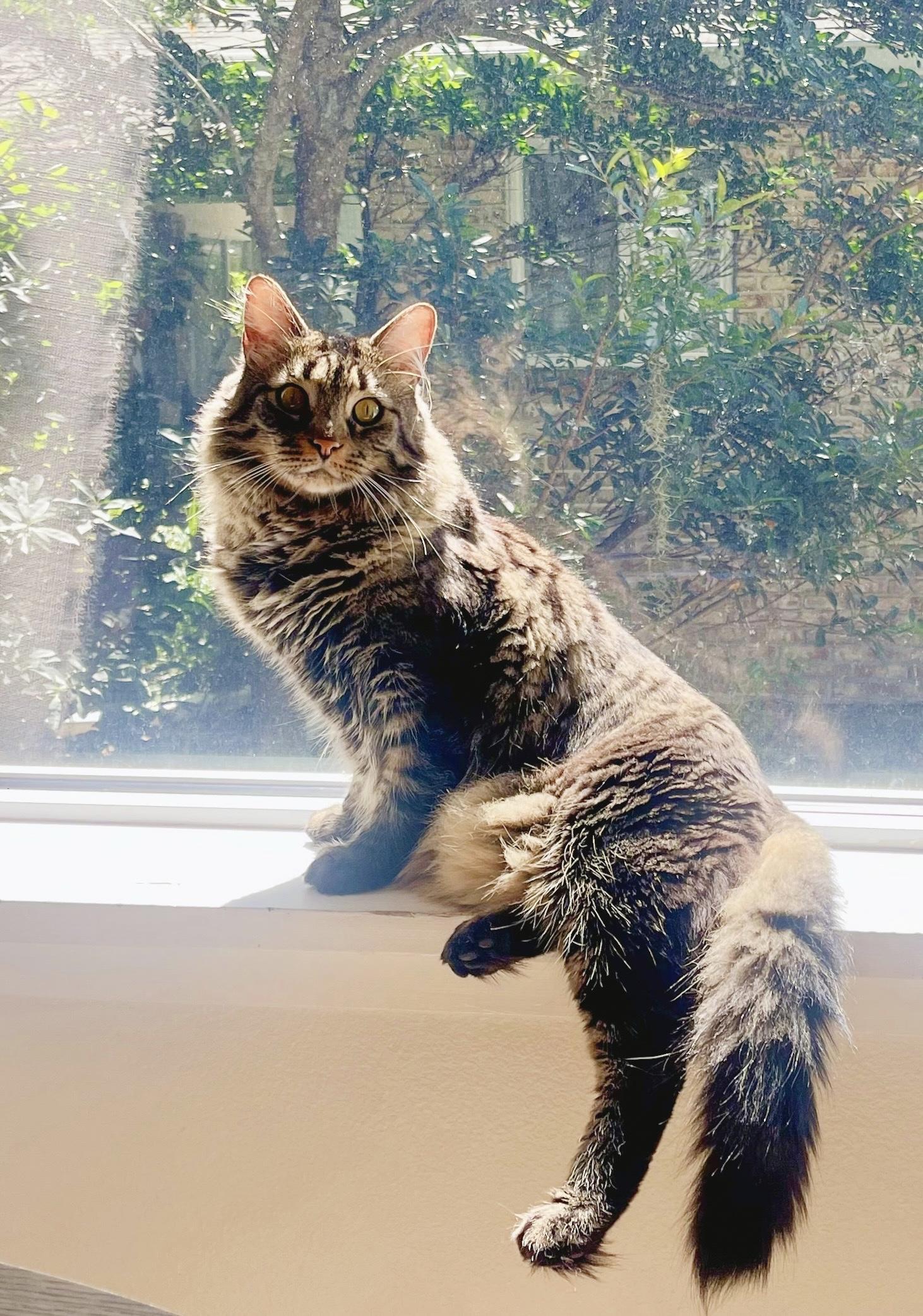 MELVIN (read BIO) Maine coon mix