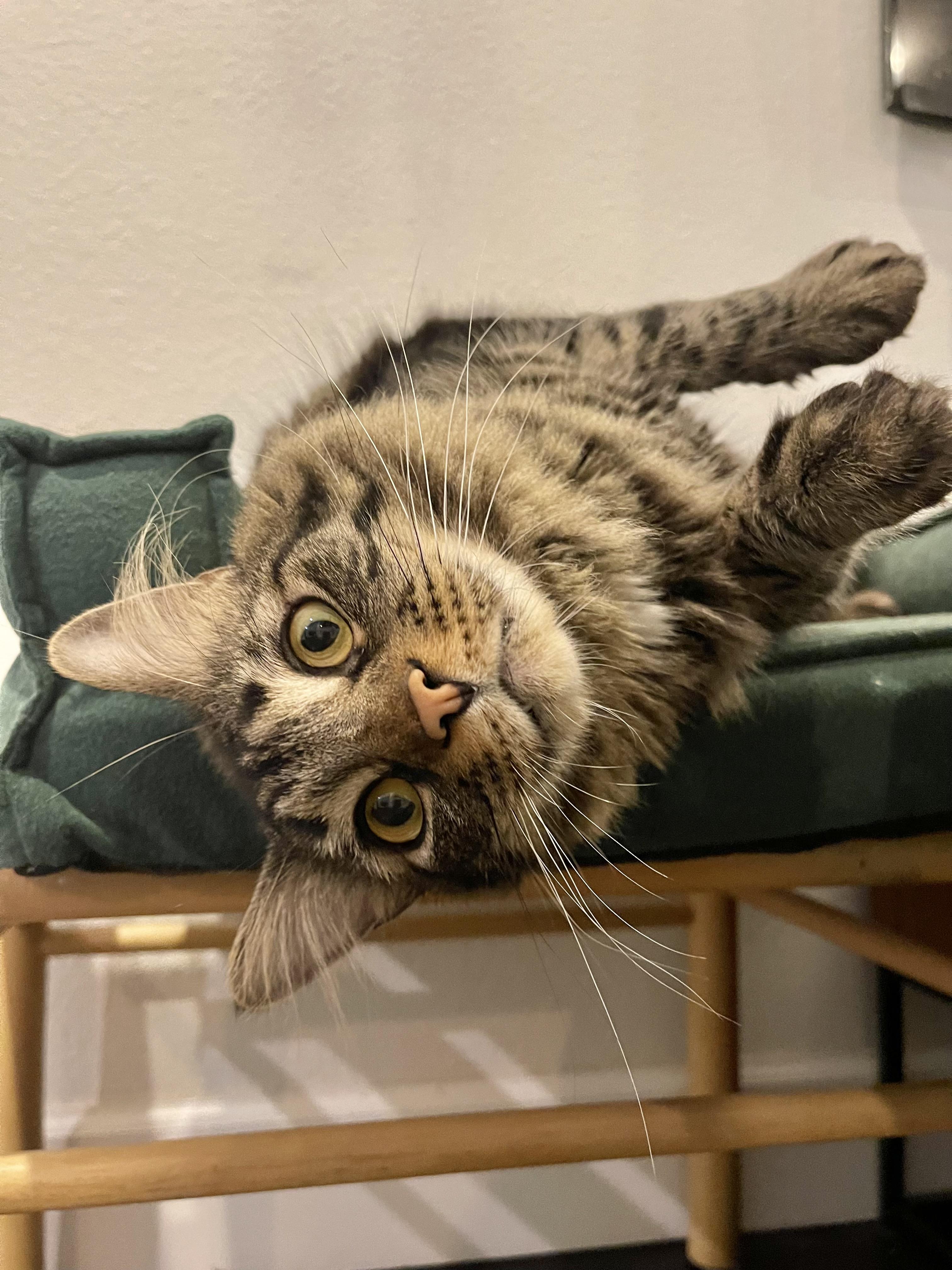 MELVIN (read BIO) Maine coon mix, a Adoptable Maine Coon in Port Orange, FL image 2/7