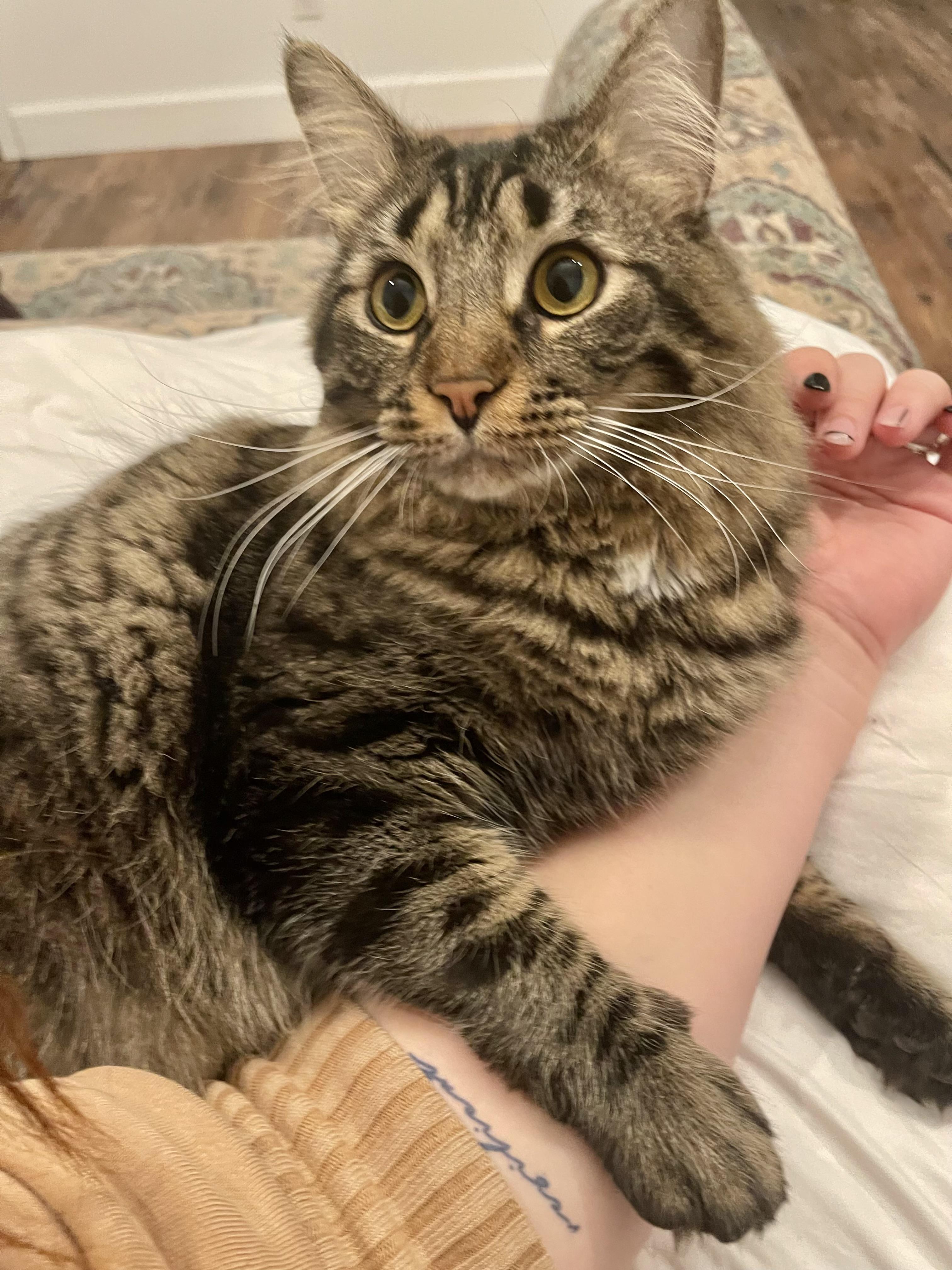 MELVIN (read BIO) Maine coon mix, a Adoptable Maine Coon in Port Orange, FL image 3/7