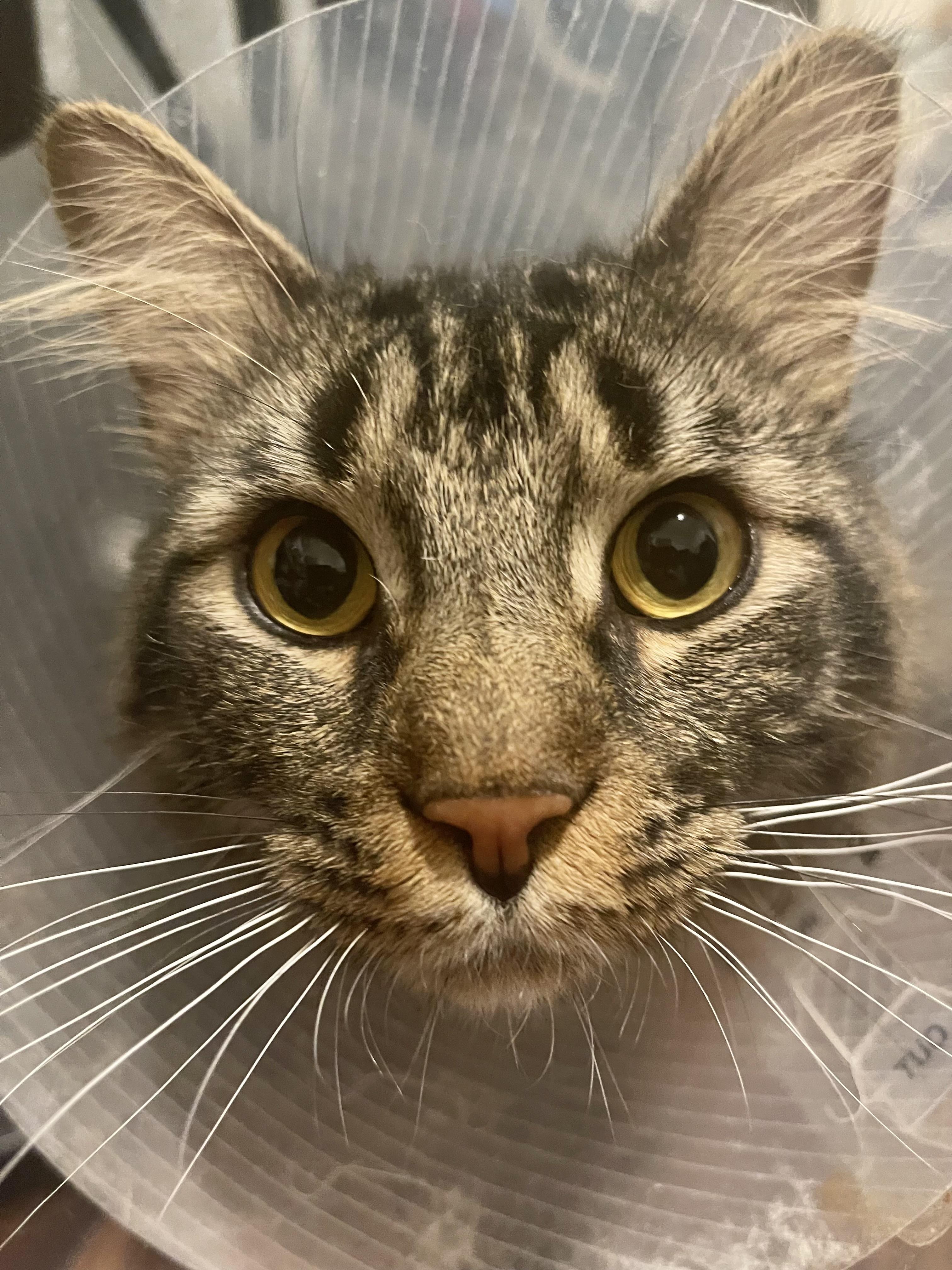 MELVIN (read BIO) Maine coon mix, a Adoptable Maine Coon in Port Orange, FL image 4/7