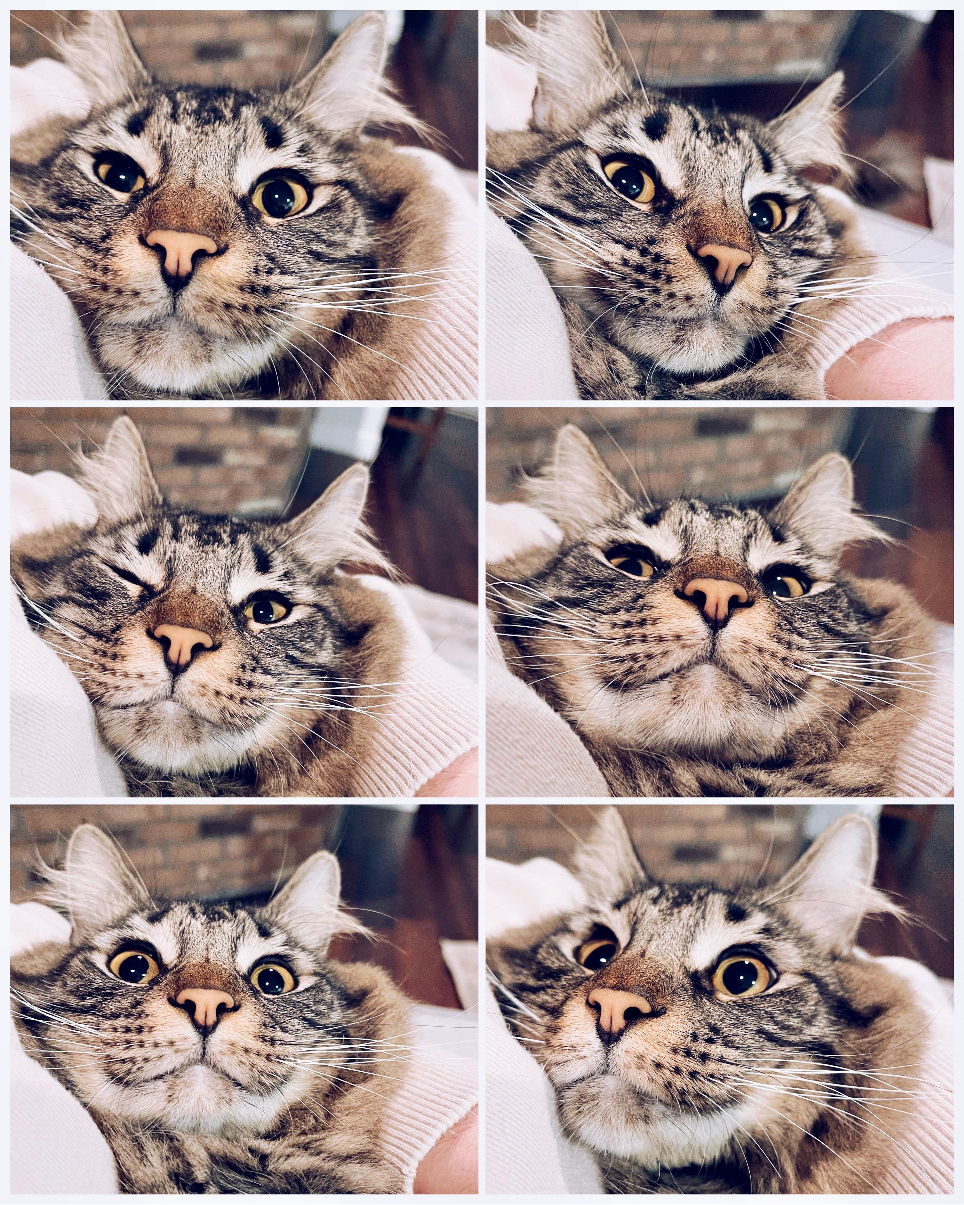 MELVIN (read BIO) Maine coon mix, a Adoptable Maine Coon in Port Orange, FL image 5/7