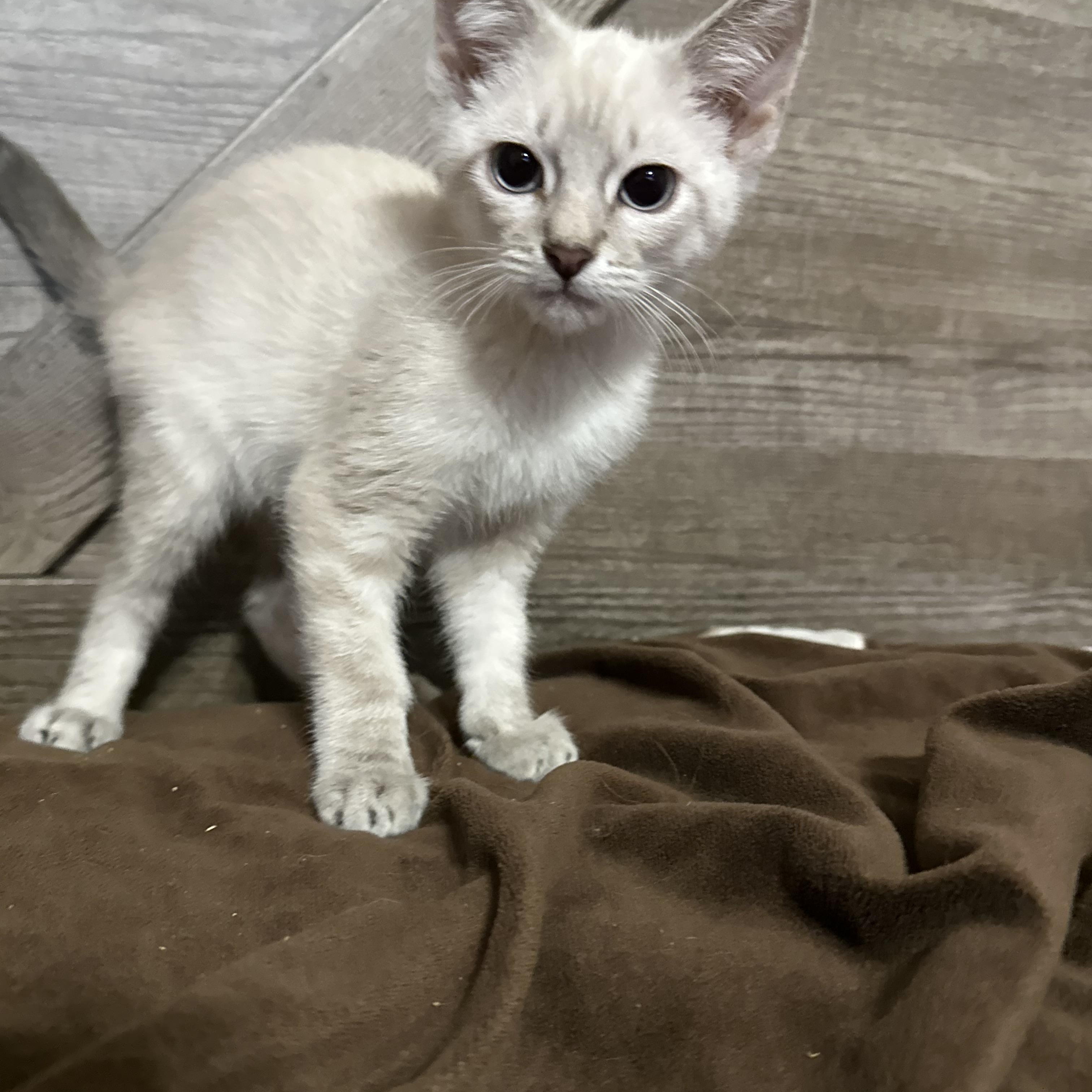 Buzz, a ADOPTABLE mixed breed in queen creek, AZ image 2/2