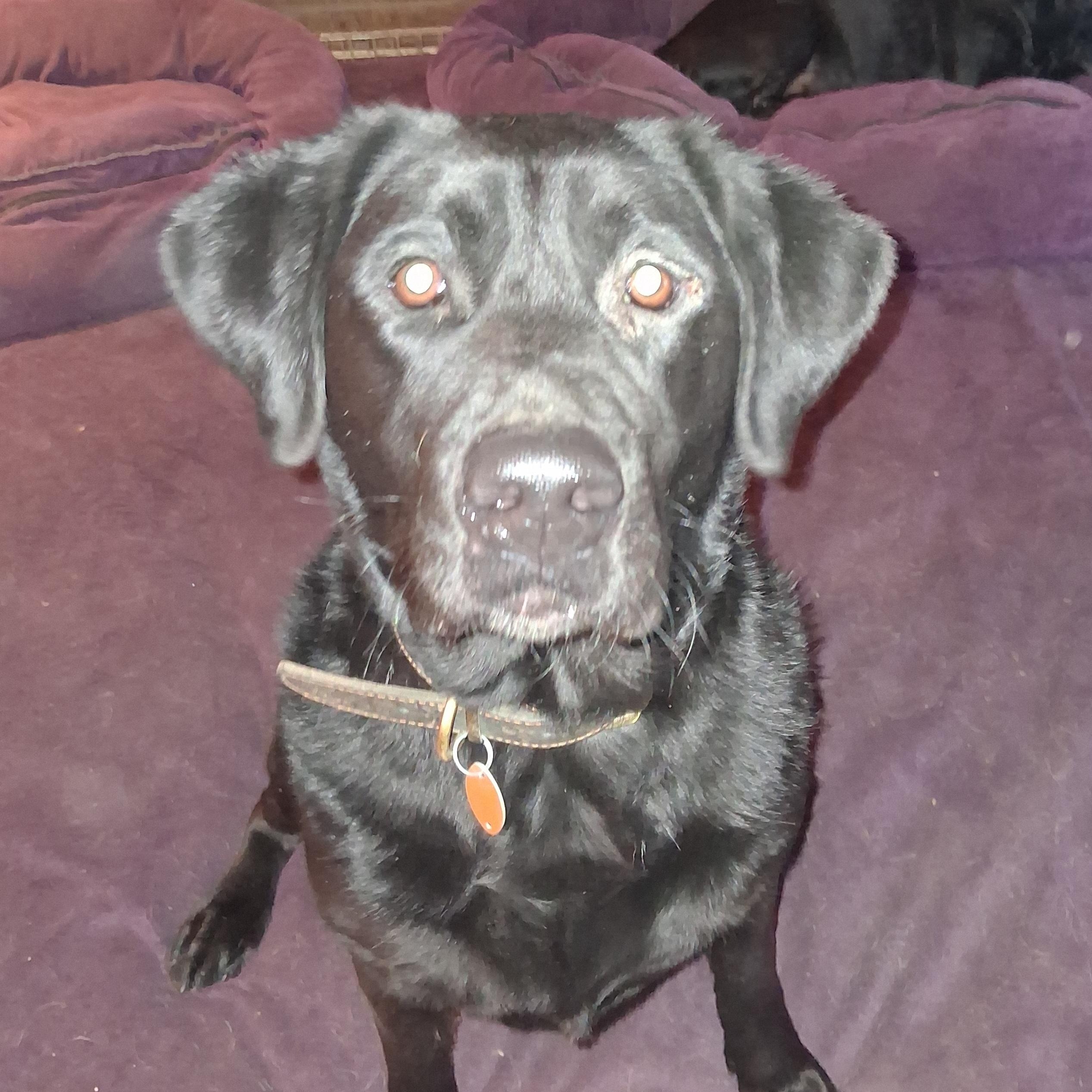 Enlarge Gator, a ADOPTABLE Black Labrador Retriever in North Jackson, OH image 2/4