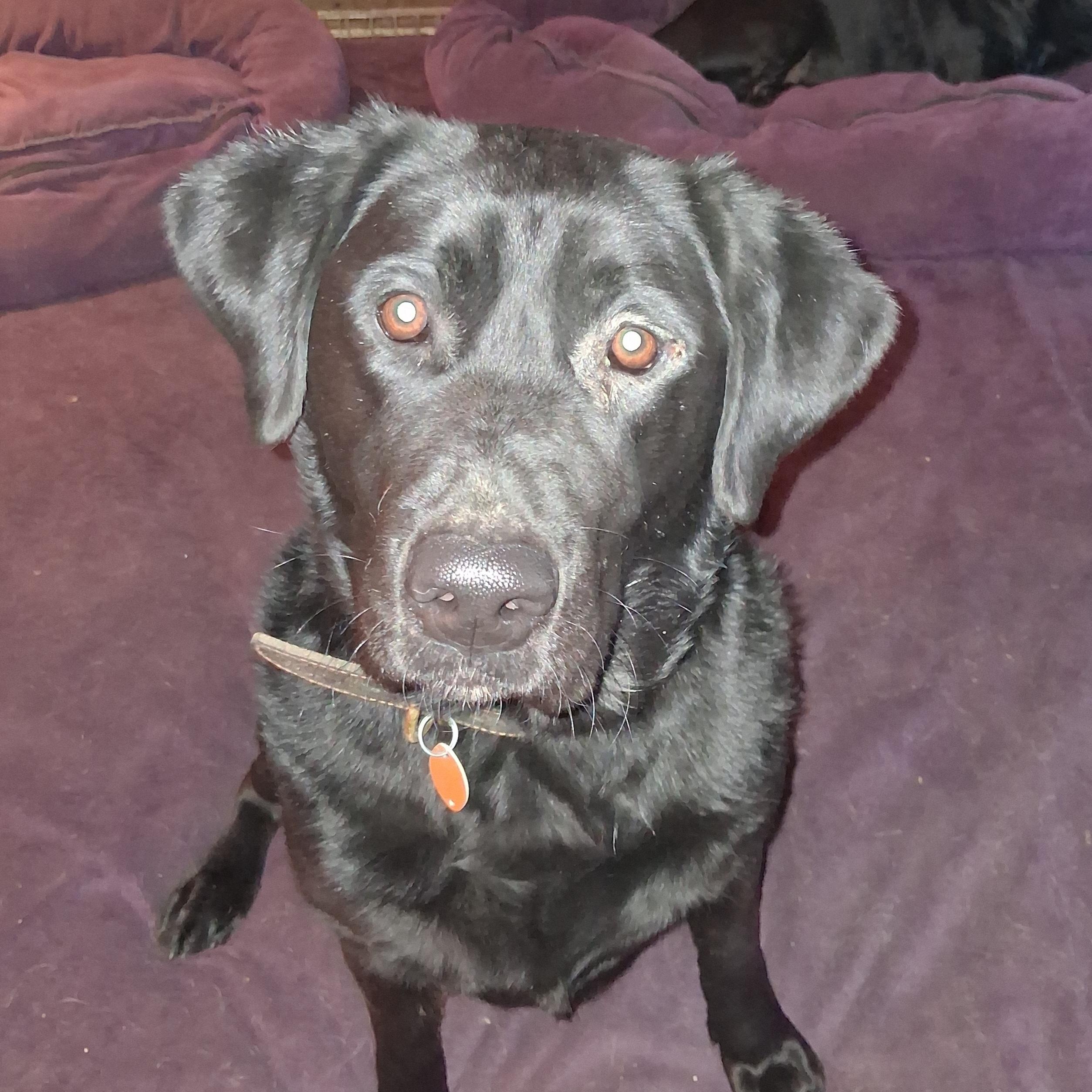 Enlarge Gator, a ADOPTABLE Black Labrador Retriever in North Jackson, OH image 4/4