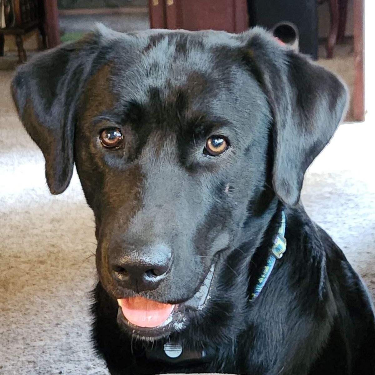 Enlarge Gator, a ADOPTABLE Black Labrador Retriever in North Jackson, OH image 1/4