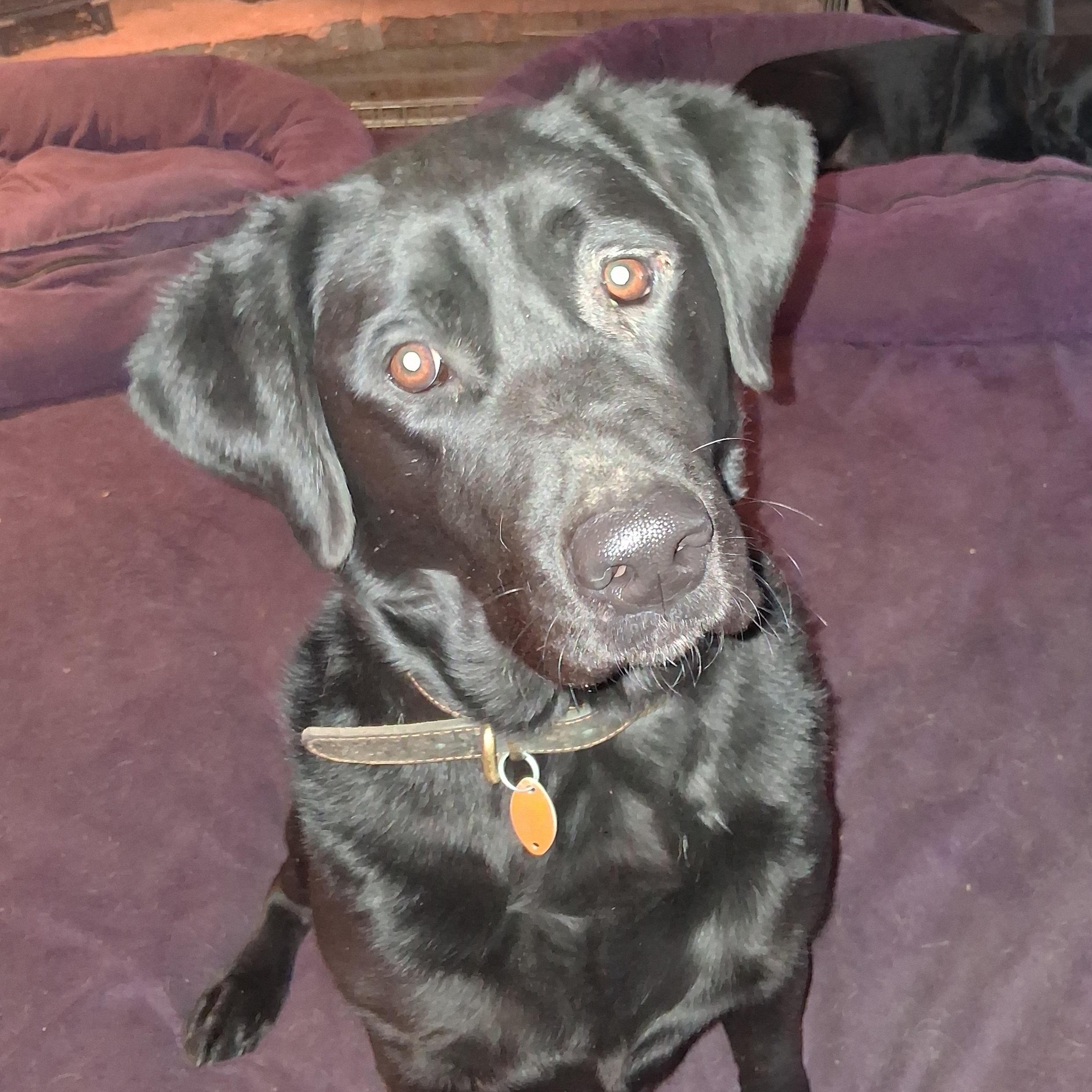 Enlarge Gator, a ADOPTABLE Black Labrador Retriever in North Jackson, OH image 3/4