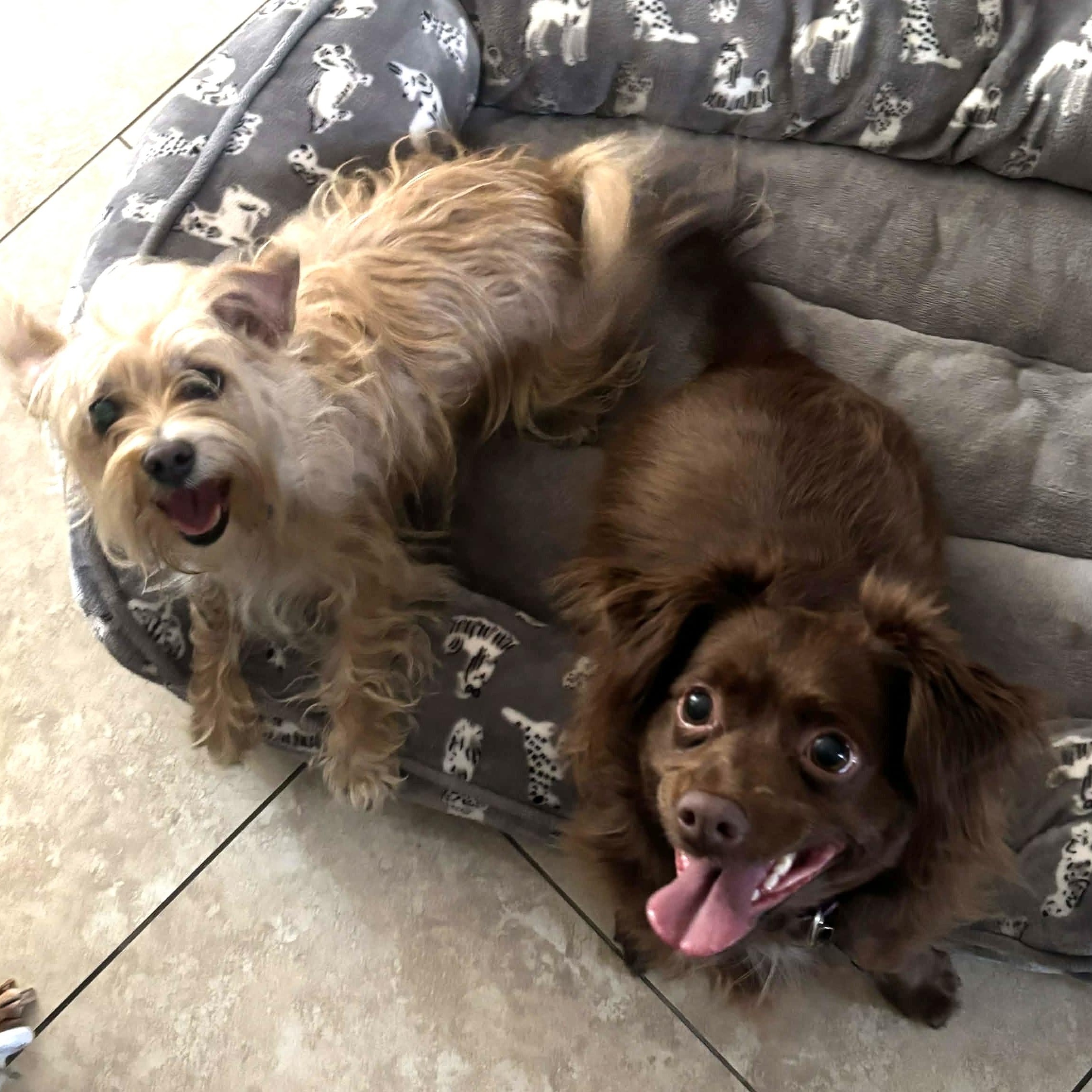 CHARLOTTE AND SARAH , ADOPTABLE, Adult Female Pomeranian & Silky Terrier.