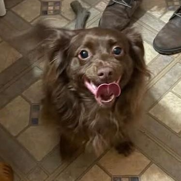 Enlarge CHARLOTTE AND SARAH , a ADOPTABLE mixed breed in Marana, AZ image 2/3