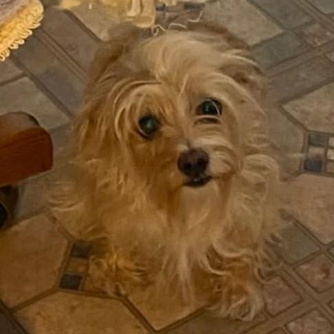 Enlarge CHARLOTTE AND SARAH , a ADOPTABLE mixed breed in Marana, AZ image 3/3