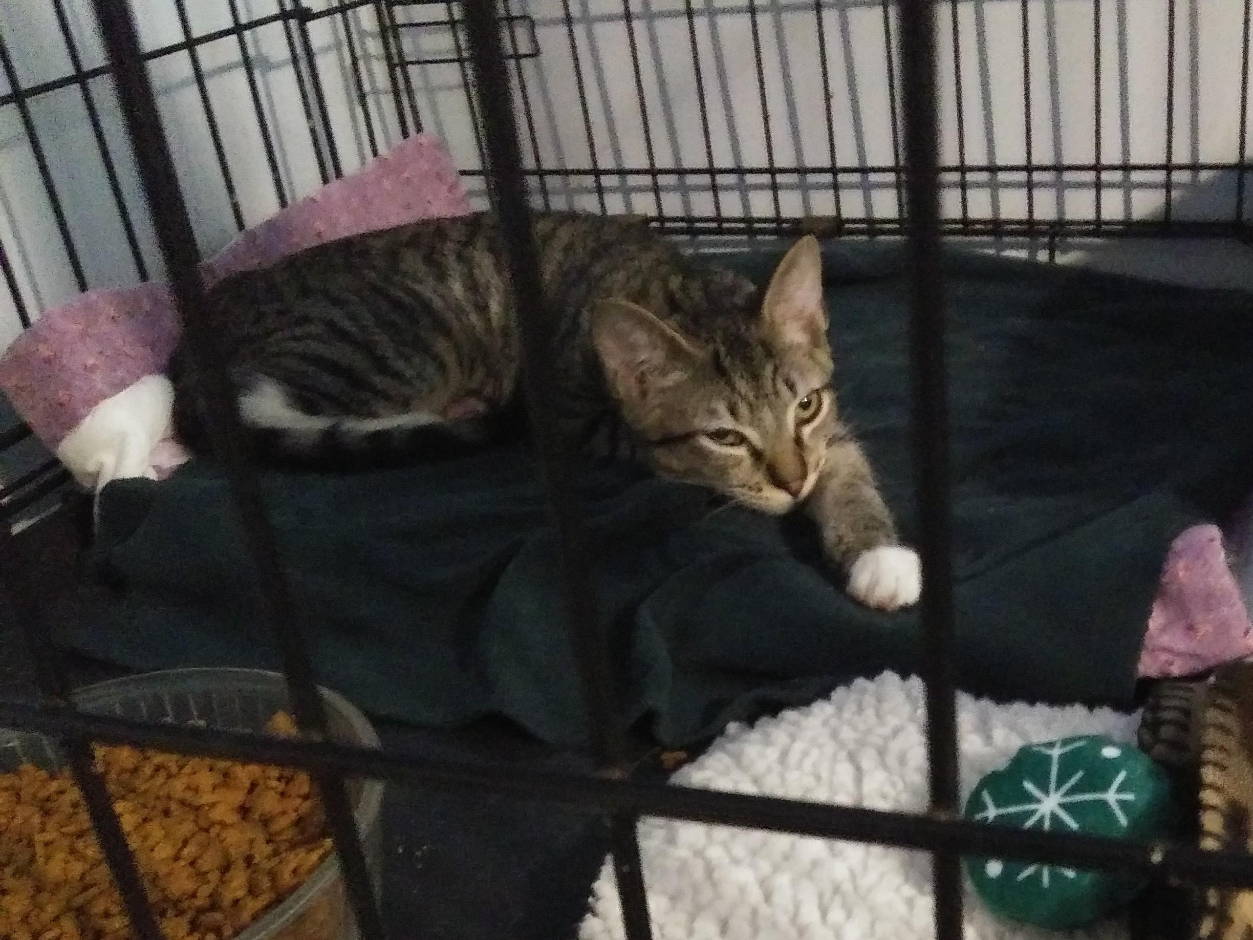 Enlarge Woody (At PetSmart HHI), a Adopted Domestic Short Hair in Port Wentworth, GA image 1/1