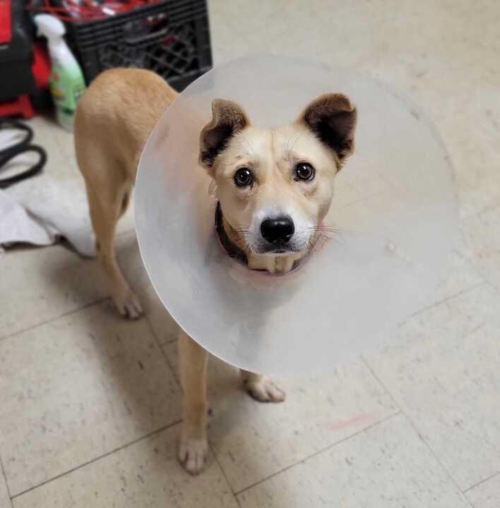 Ham Hock, Adoptable, Adult Female Mixed Breed.