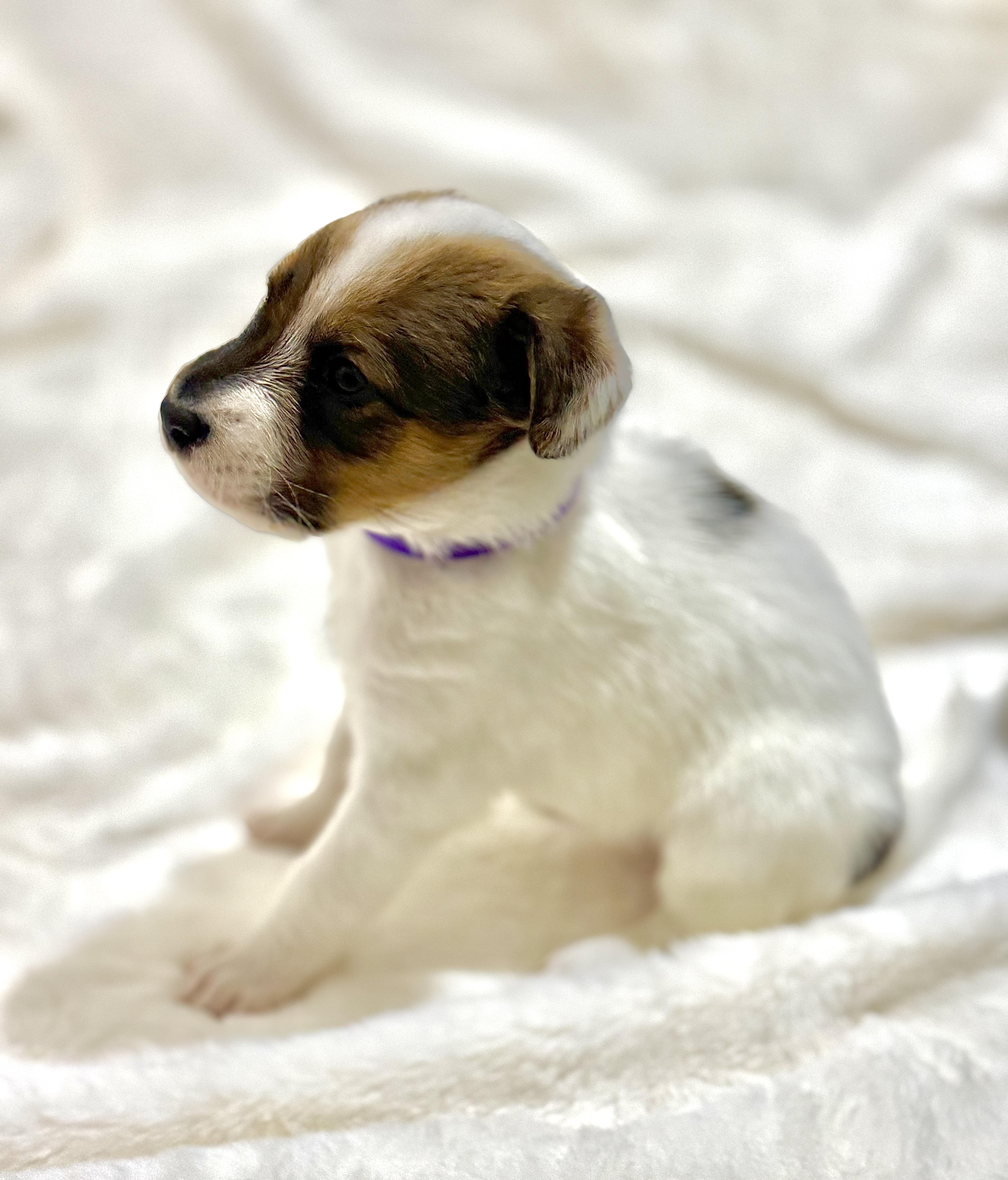 Holly — thumbnail 6