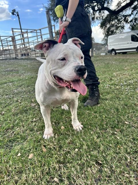 LUNA, Adoptable, Adult Female Pit Bull Terrier.