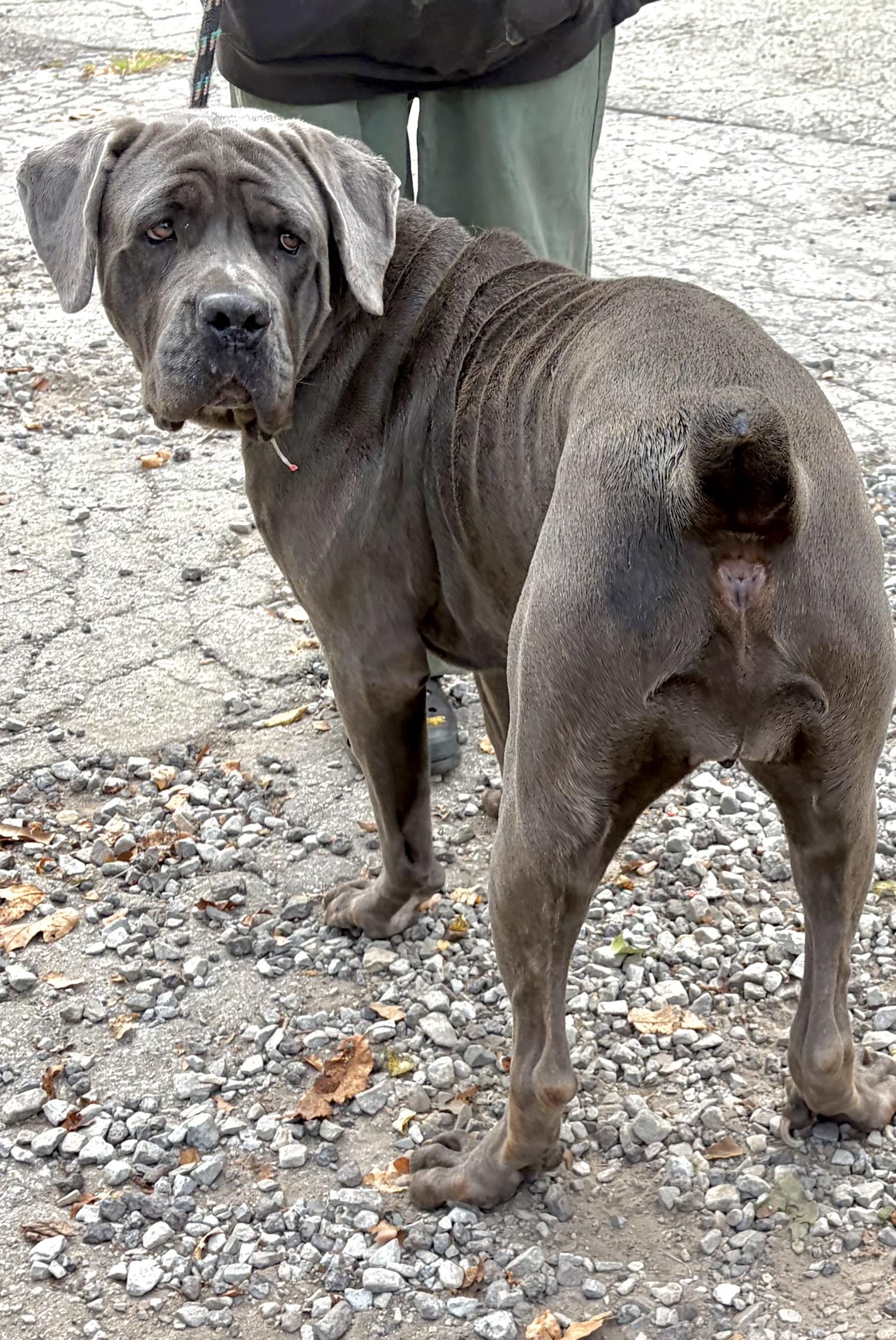 Enlarge Nova, a Adopted mixed breed in McKeesport, PA image 5/6
