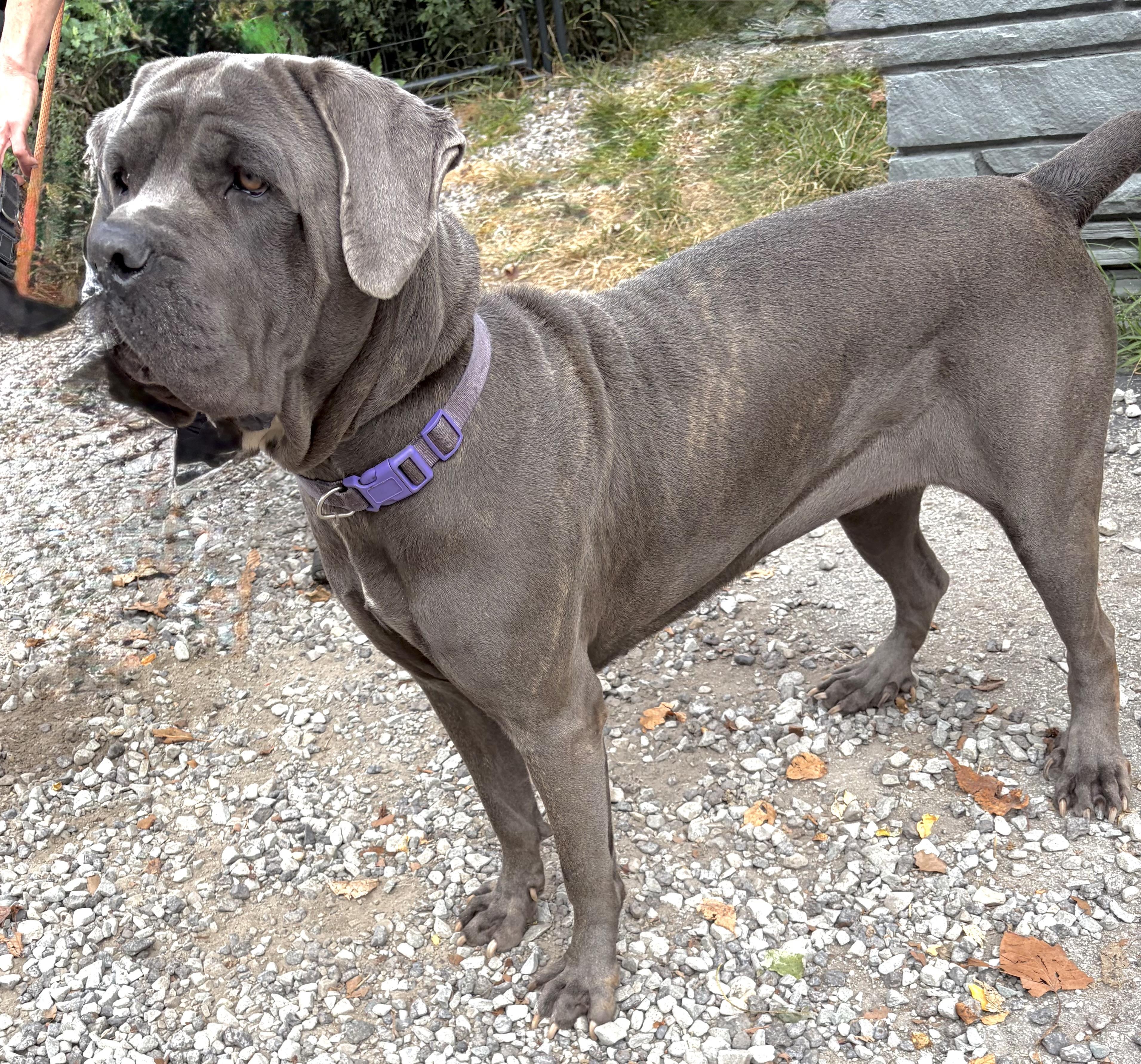 Enlarge Nova, a Adopted mixed breed in McKeesport, PA image 2/6