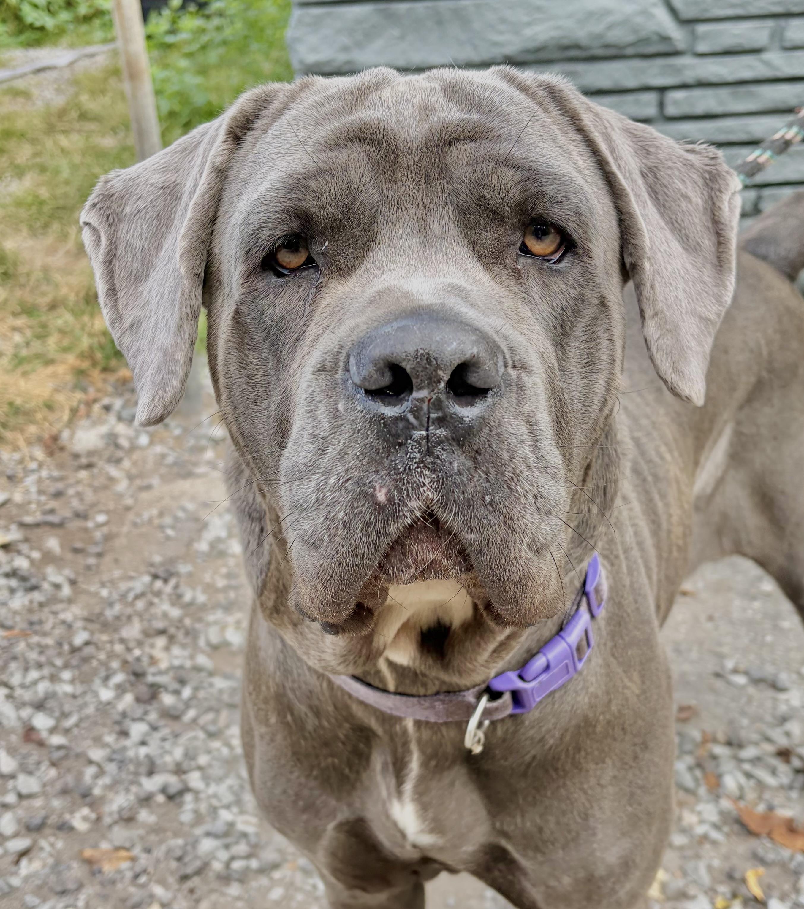 Nova, Adopted, Young Female Cane Corso.