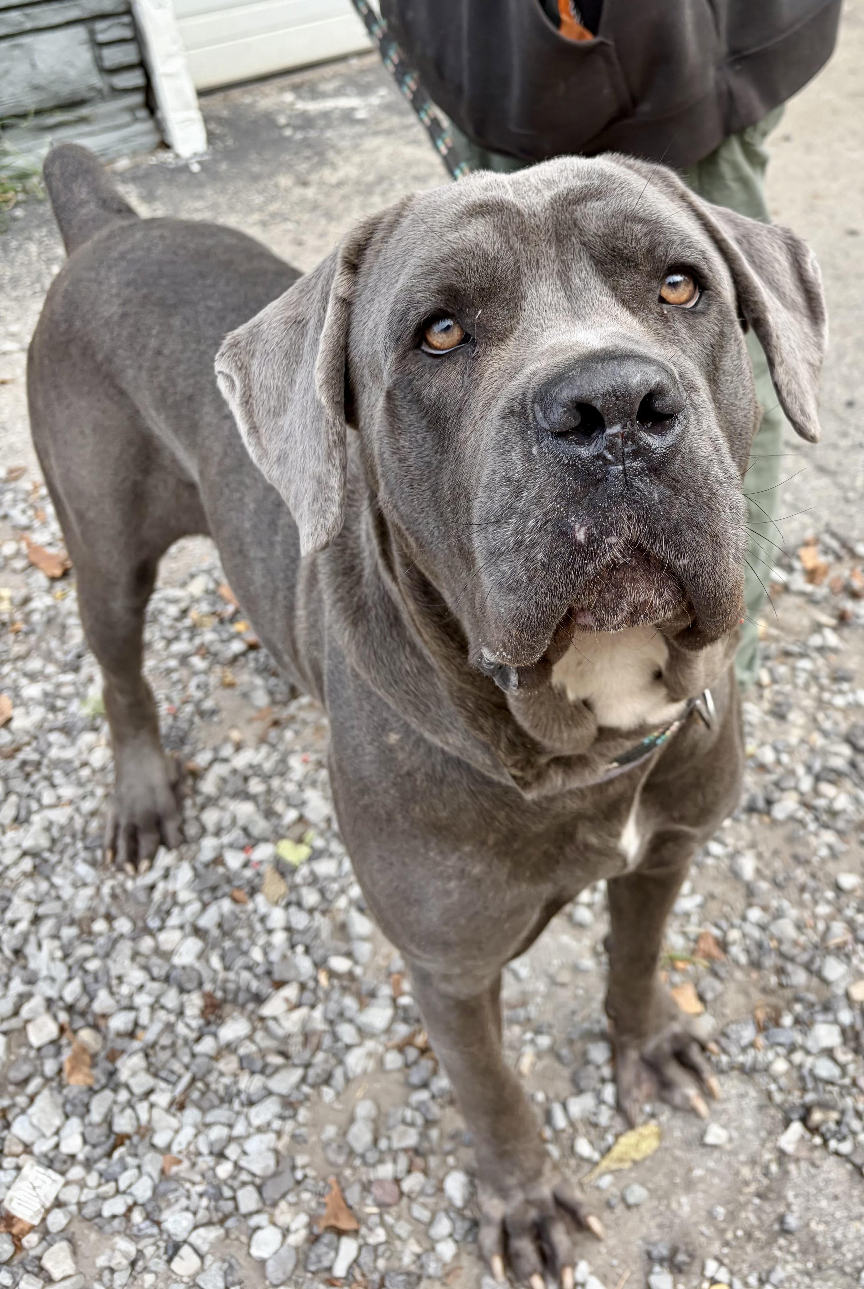 Enlarge Nova, a Adopted mixed breed in McKeesport, PA image 6/6