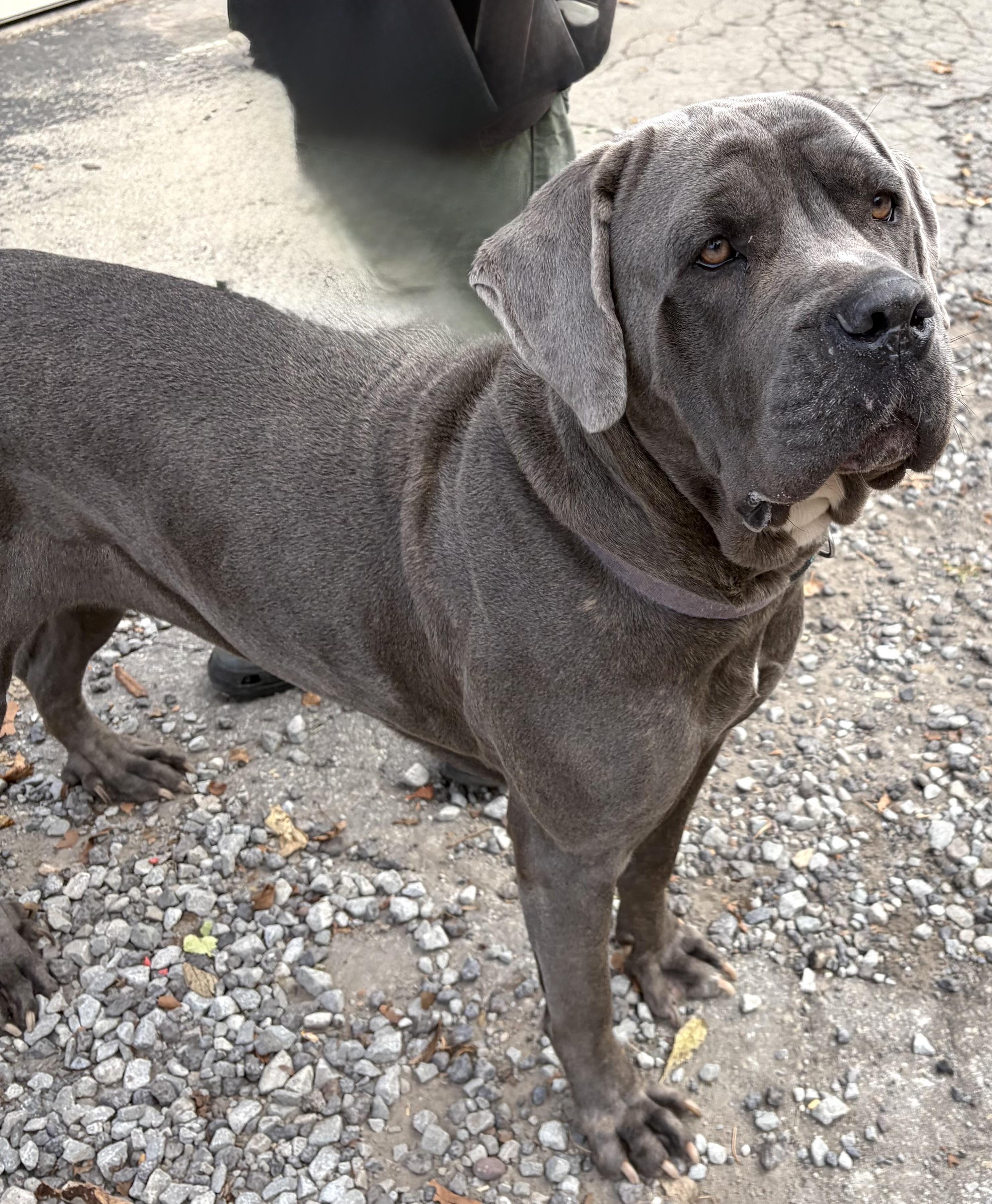 Enlarge Nova, a Adopted mixed breed in McKeesport, PA image 4/6