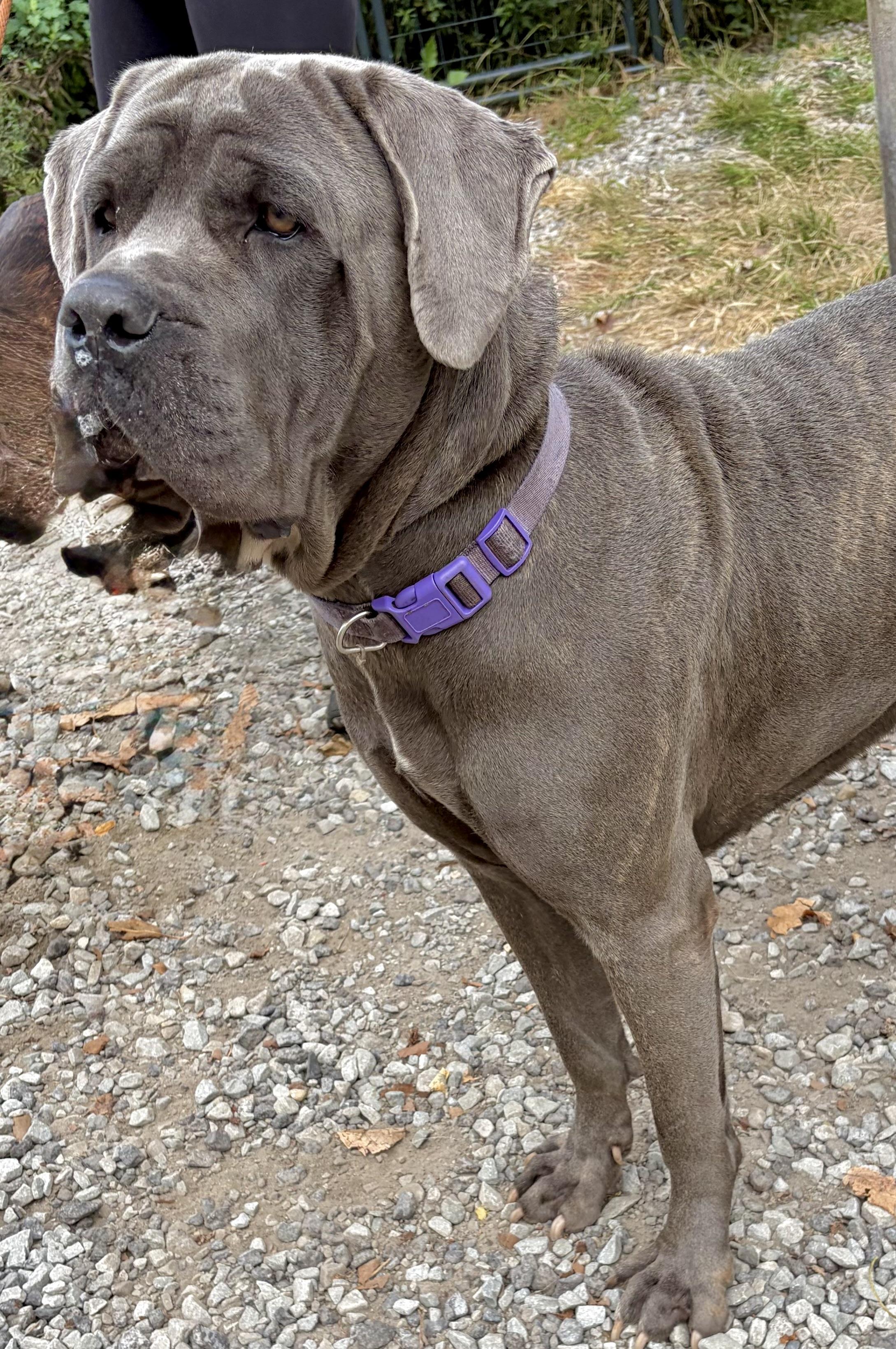 Enlarge Nova, a Adopted mixed breed in McKeesport, PA image 3/6