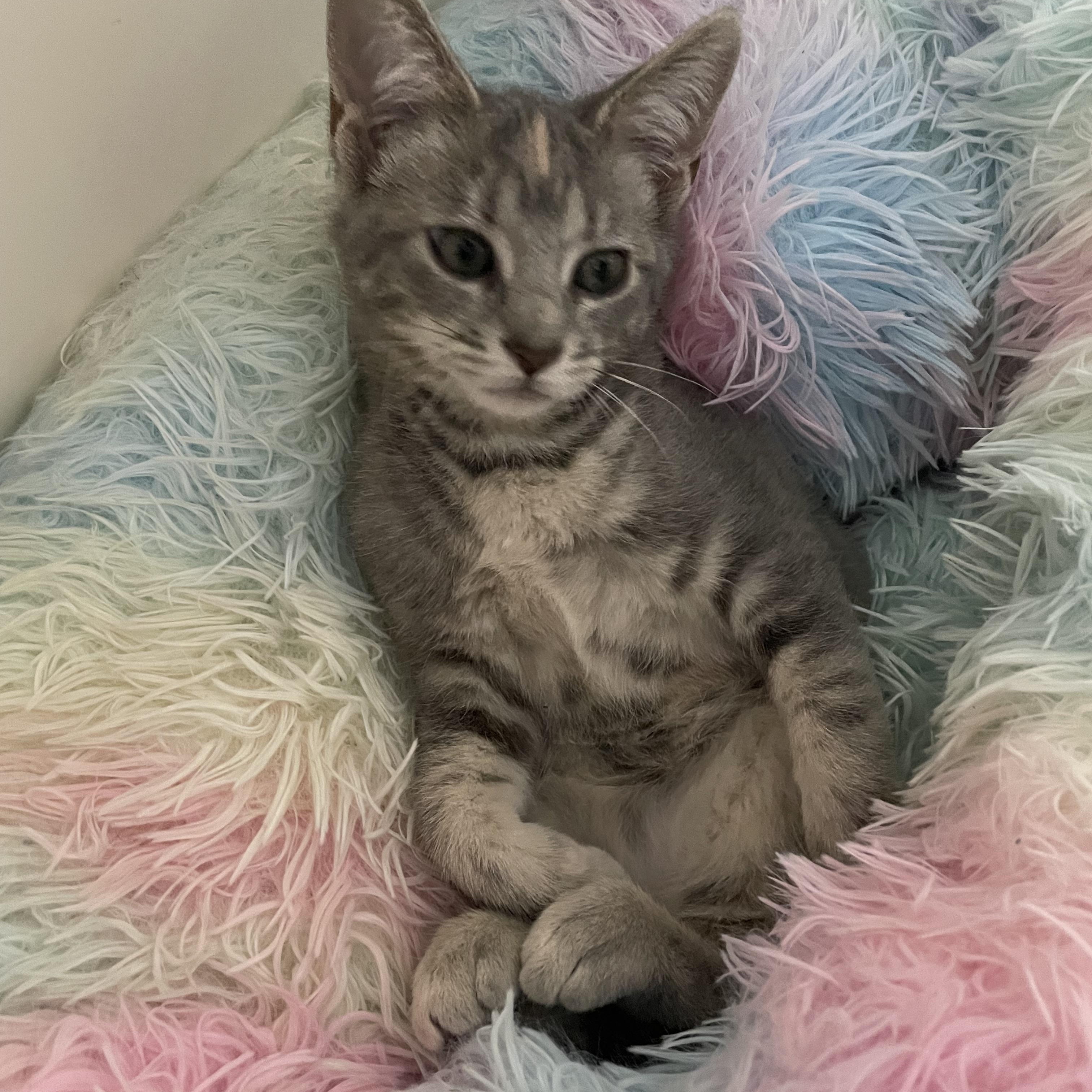 Corn Chowder, Adoptable, Kitten Female Domestic Short Hair.