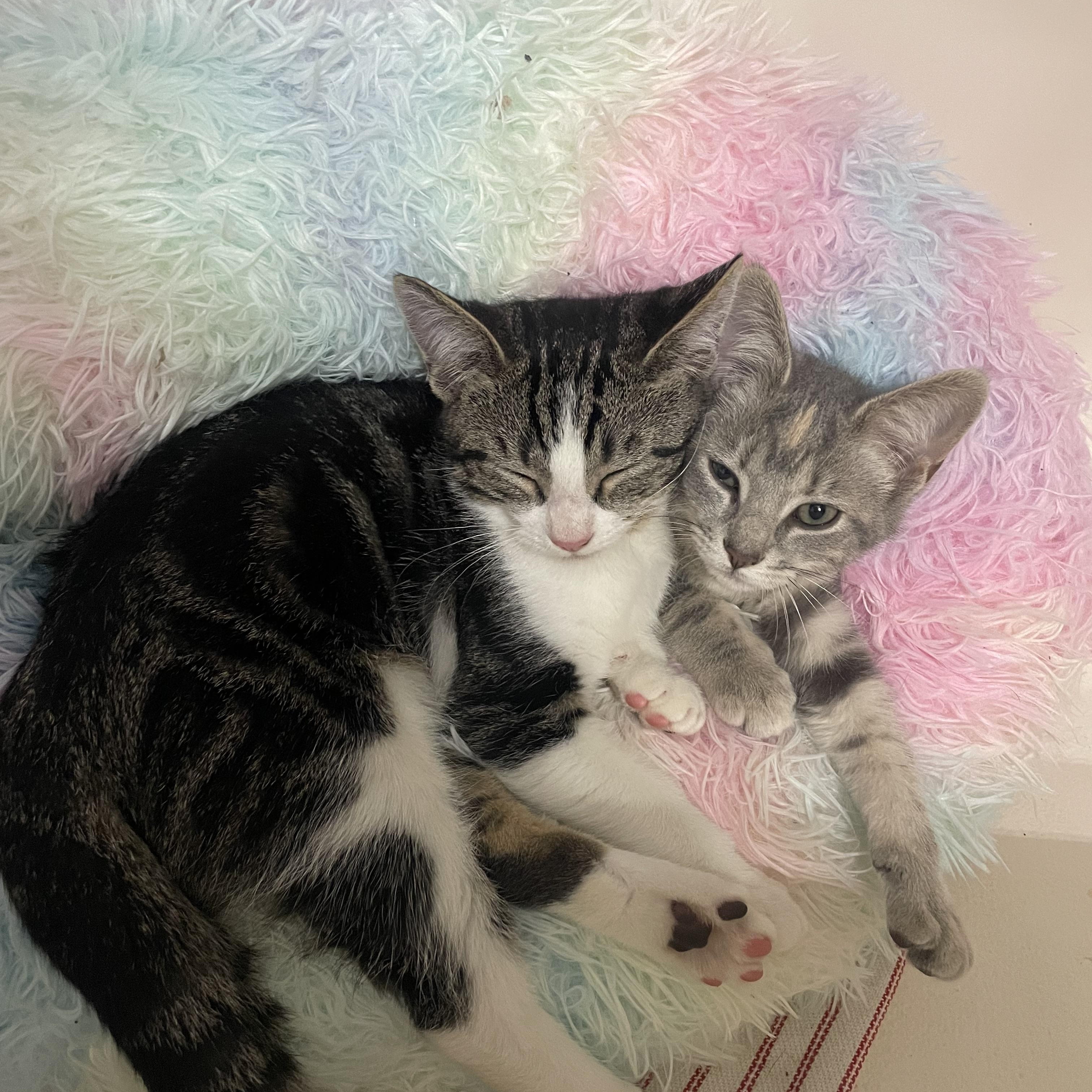 Enlarge Corn Chowder, a Adoptable Domestic Short Hair in Bethel, CT image 2/4