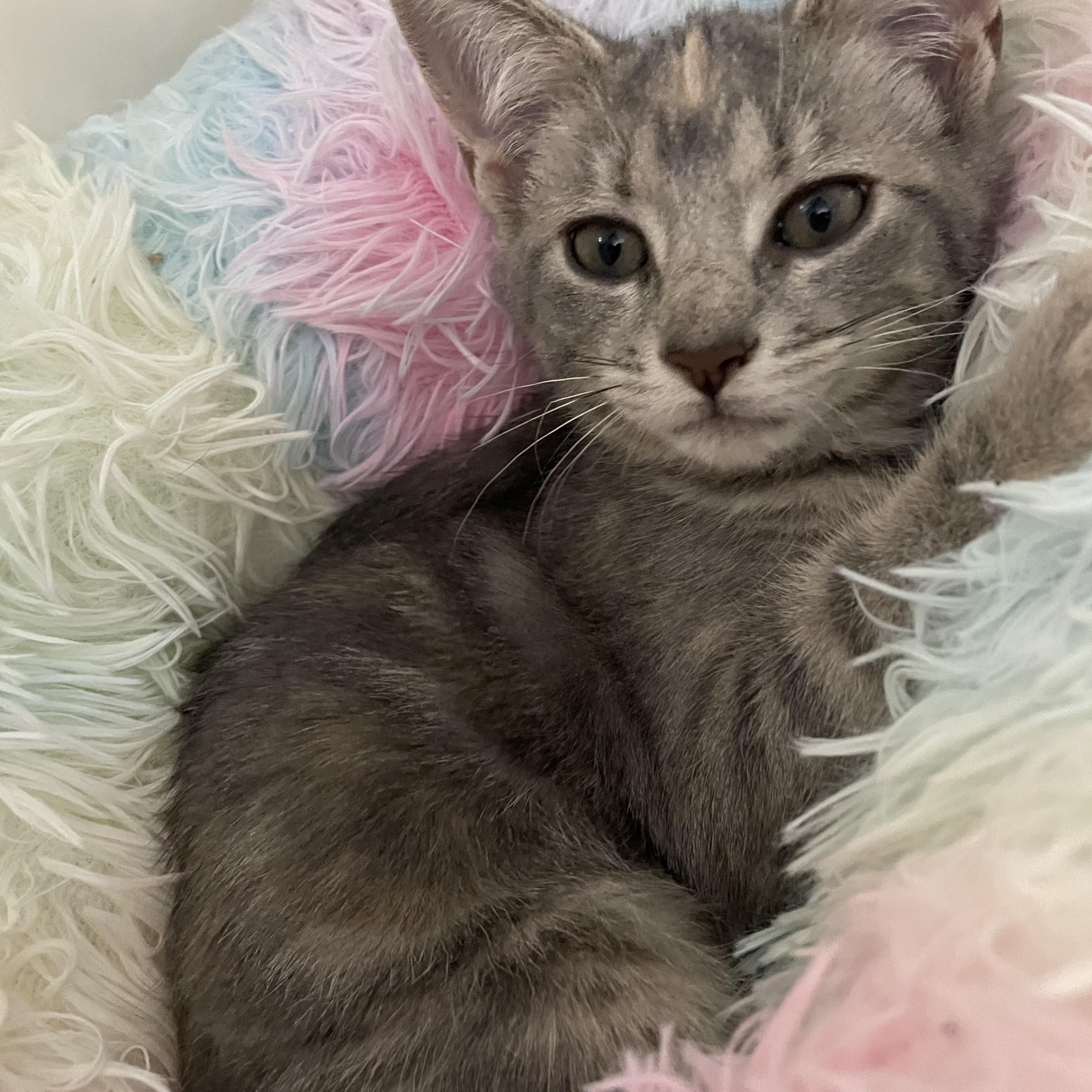 Enlarge Corn Chowder, a Adoptable Domestic Short Hair in Bethel, CT image 3/4