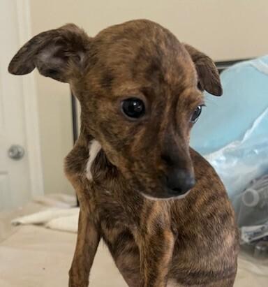 Pup Pippi thumbnail 2