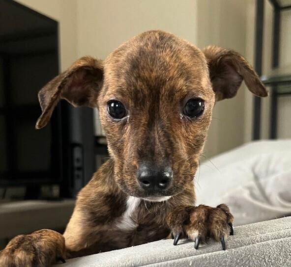 Pup Pippi thumbnail 3