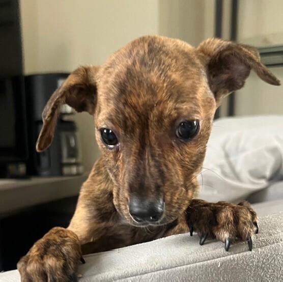 Pup Pippi thumbnail 5