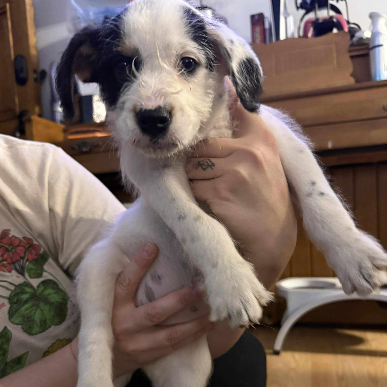 Pepper, a Adoptable Mixed Breed in Kenosha, WI image 5/6