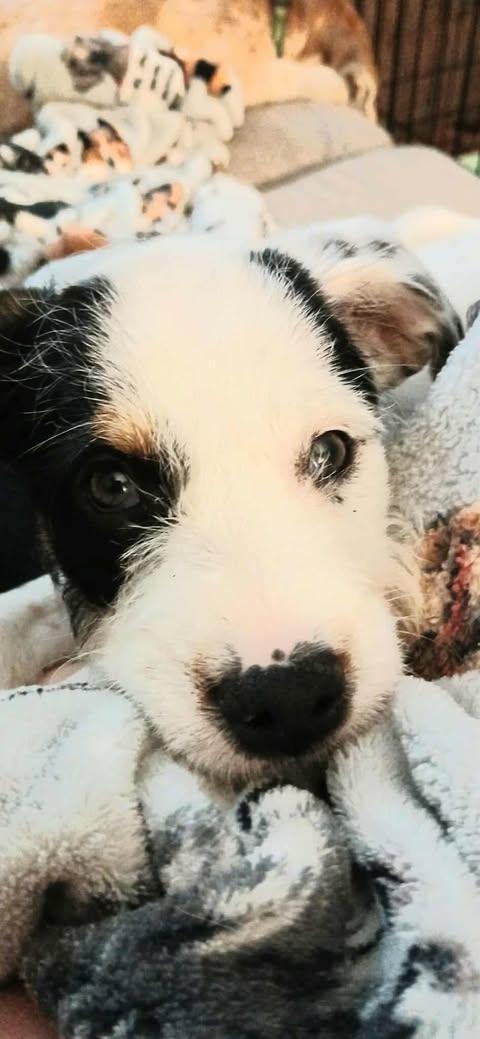 Pepper, a Adoptable Mixed Breed in Kenosha, WI image 2/6