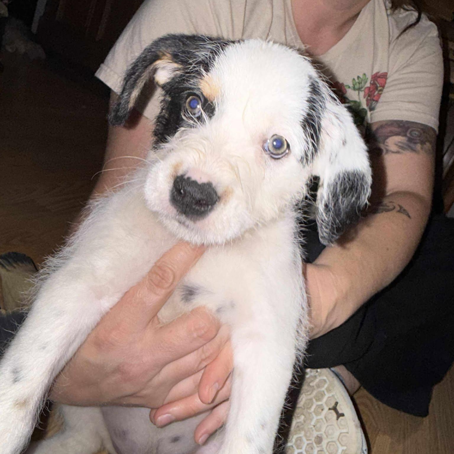 Pepper, a Adoptable Mixed Breed in Kenosha, WI image 4/6