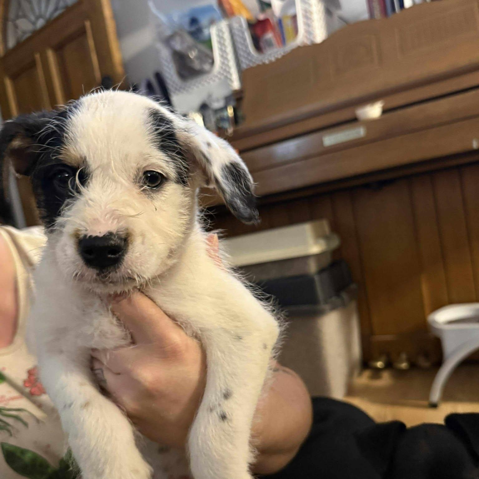 Pepper, a Adoptable Mixed Breed in Kenosha, WI image 6/6