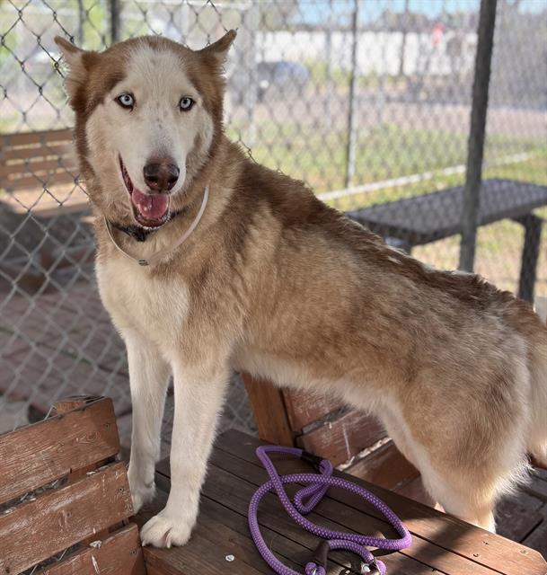 BUDDY, Adoptable, Adult Male Siberian Husky & Mixed Breed.
