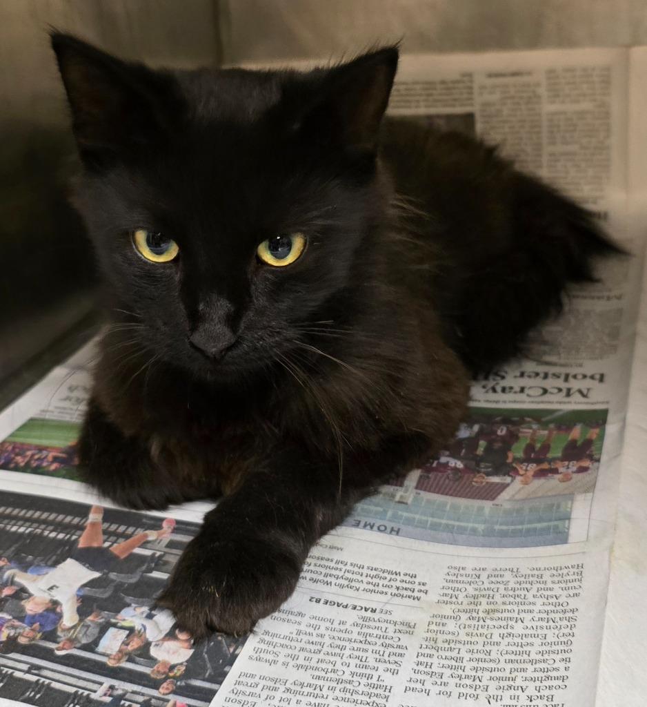 Enlarge Mila, a Adoptable mixed breed in Murphysboro, IL image 2/6