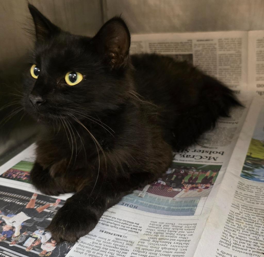 Enlarge Mila, a Adoptable mixed breed in Murphysboro, IL image 3/6