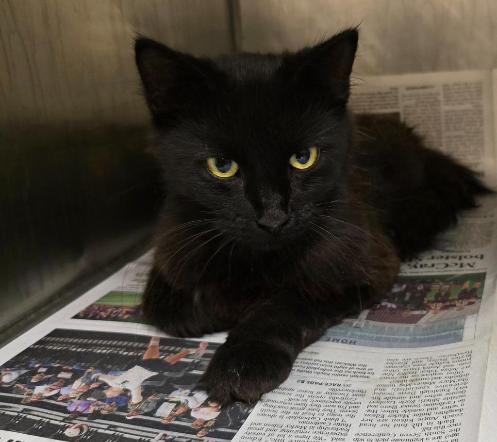 Enlarge Mila, a Adoptable mixed breed in Murphysboro, IL image 4/6