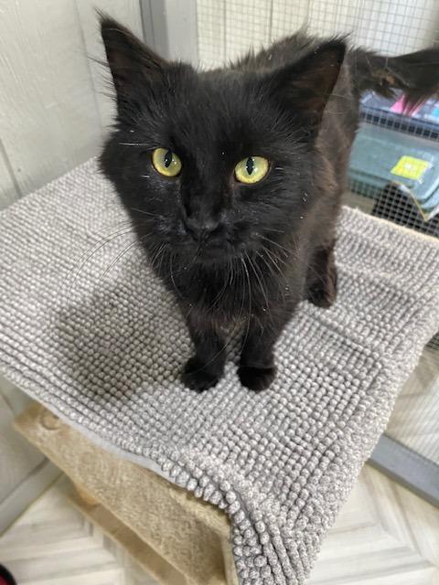 Enlarge Mila, a Adoptable mixed breed in Murphysboro, IL image 5/6