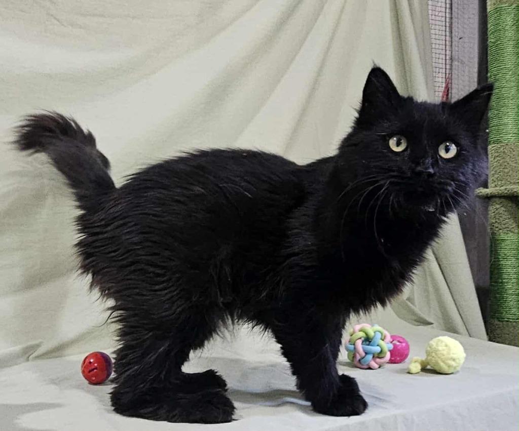 Enlarge Mila, a Adoptable mixed breed in Murphysboro, IL image 6/6