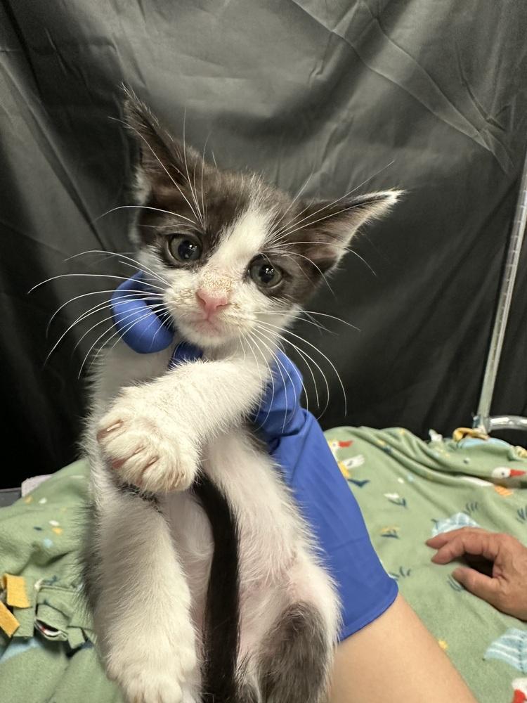 Maradona, Adoptable, Kitten Male Domestic Short Hair.