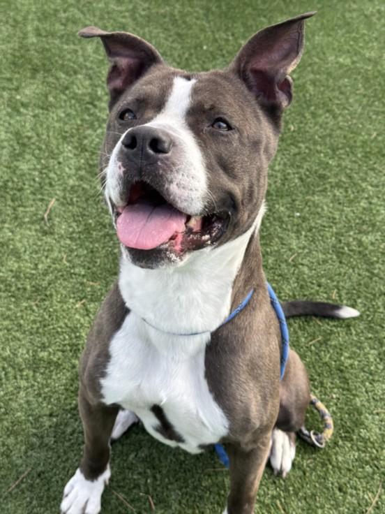 Enlarge MACY, a Adoptable American Staffordshire Terrier in Chatsworth, CA image 1/1