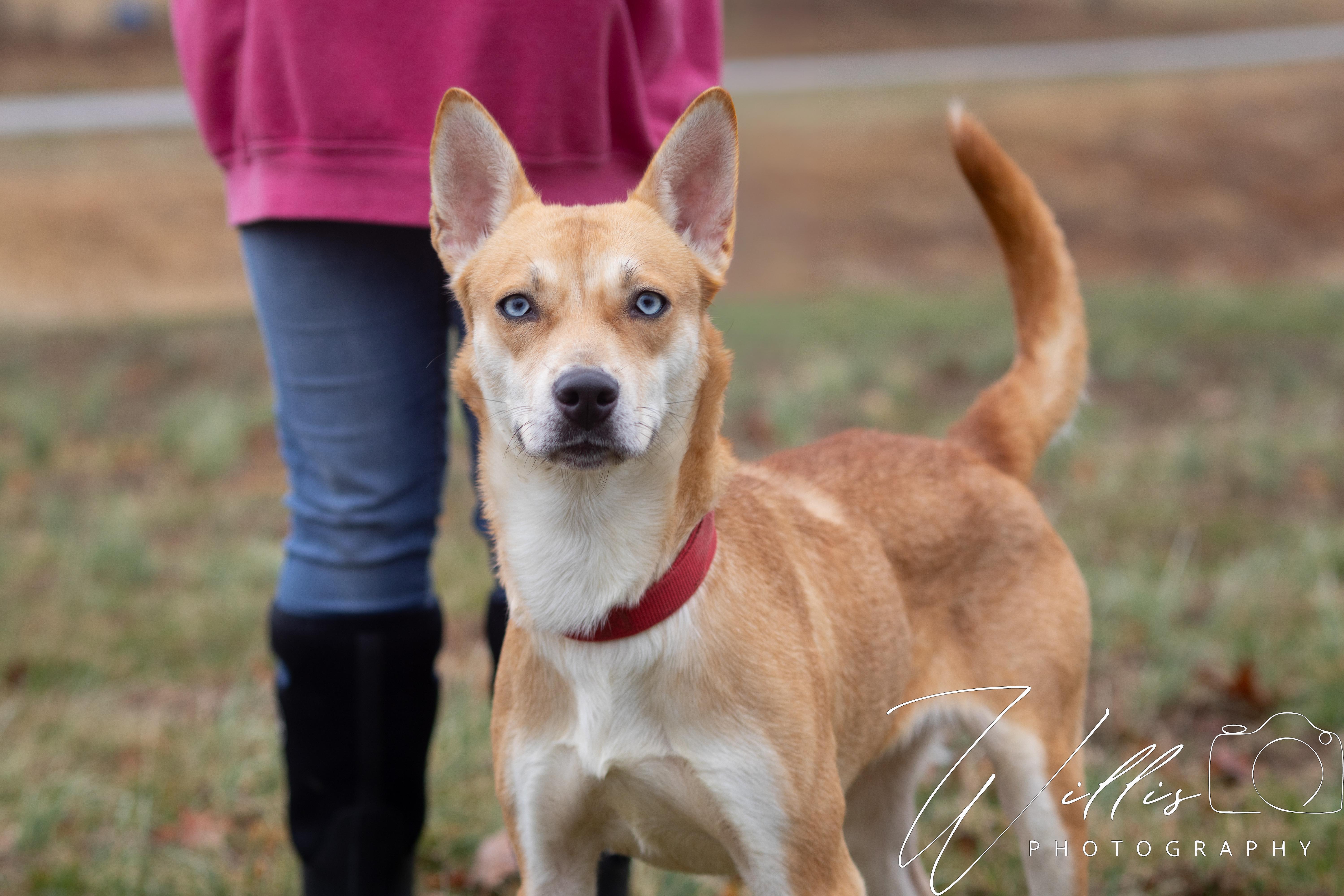 Willow , ADOPTABLE, Adult Female Siberian Husky.