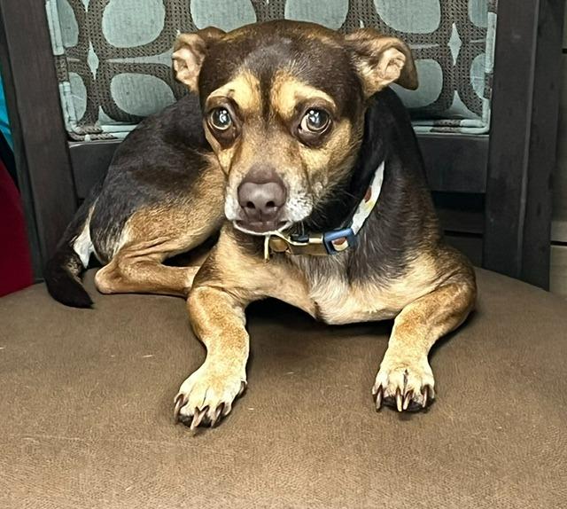 Louie, Adoptable, Young Male Dachshund & Chihuahua.