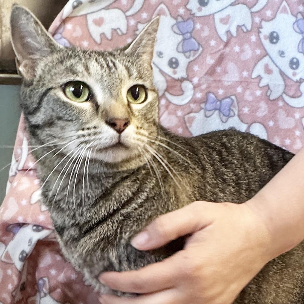 Mama Carrie, Adoptable, Adult Female Domestic Short Hair.