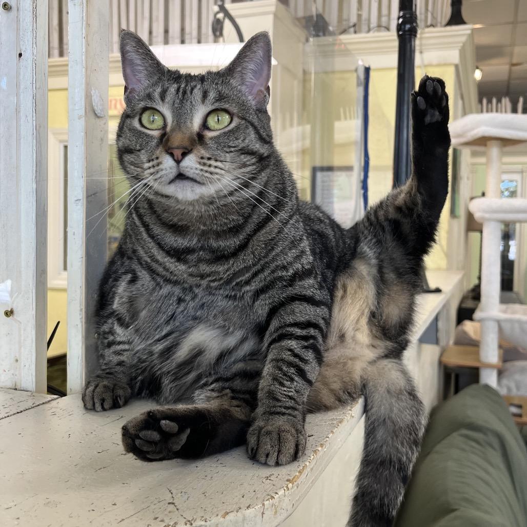 Enlarge Mama Carrie, a Adoptable Domestic Short Hair in Mount Juliet, TN image 2/2