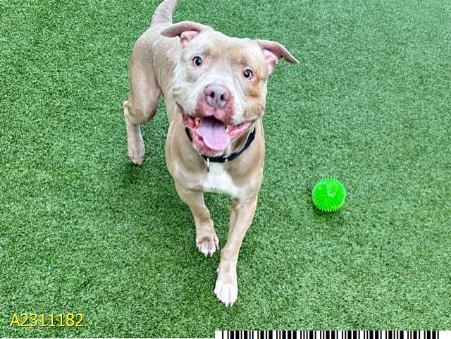 MAX, Adoptable, Young Male Mixed Breed.