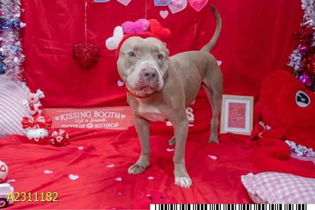 Enlarge MAX, a Adoptable Mixed Breed in West Palm Beach, FL image 1/1