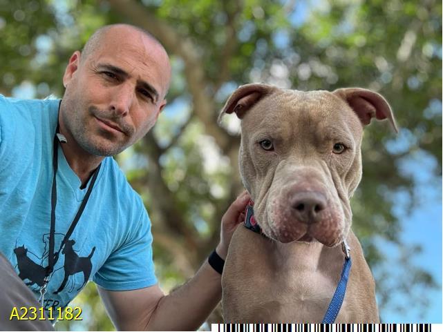 MAX, Adoptable, Young Male Mixed Breed.