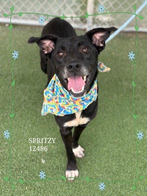 SPRITZY