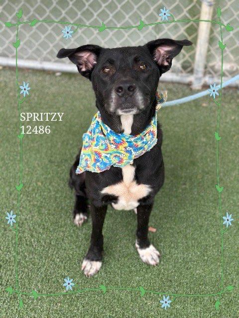 SPRITZY